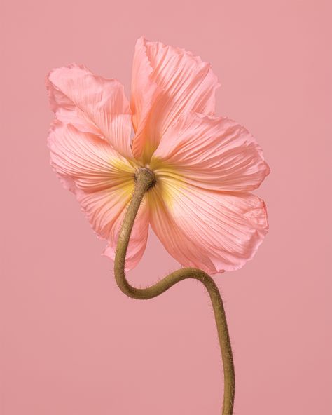 Flower Detail Photography, Abstract Flower Photography, Flower Close Up Aesthetic, Flower Fine Art Photography, Flower Pink Aesthetic, Flowers Editorial Photography, Flowers Texture, Art For Walls, Flower Poppy