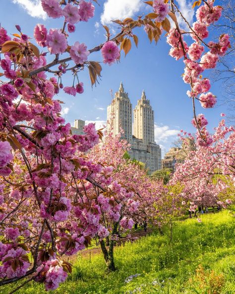 Kevin Burke | New York (@keankburke) posted on Instagram: “If you haven’t been to this part of Central Park now is the time, it is lovely. . . . ************************************************…” • Apr 26, 2021 at 2:04pm UTC Central Park Aesthetic, Blossoms In Bloom, Spring In New York, Brooklyn Bridge Park, Reference Pics, Brooklyn Heights, Nyc Life, Fantasy Places, Spring Aesthetic