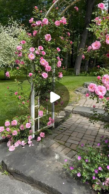 gardening on Instagram: "@clark.cottage.gardens Was this even real?🌸 📸Credits: @clark.cottage.gardens #johndavisrose #climbingroses #roses #cottagegarden #cottagegardenlove #mycottage #mycottagegarden #englishcottagegarden #cottagegardening #gardensofinstagram #courtyardgarden #perennialgardens #gardenanswer #countrygardens #gardengatemagazine #thecottagejournal #gardeninspiration #unbelievablegardens #cottagesandbungalows #homeandgarden #thehappygardeninglife #gardendesign #romanticgardendreams #countrygarden #gardenplanning #gardengreatorsmall #betterhomesandgardens #clarkcottagegardens #cottagecore" Small Rose Garden Ideas, John Davis, English Cottage Garden, Backyard Deck, Cottage Gardens, Climbing Roses, Small Rose, Better Homes And Gardens, Rose Garden