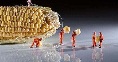 Harvesting the Corn by David Gilliver - Imgur Tatsuya Tanaka, Miniature Calendar, Macro Photographers, Mini People, Miniature People, Miniature Photography, Tiny People, Small People, Mini World