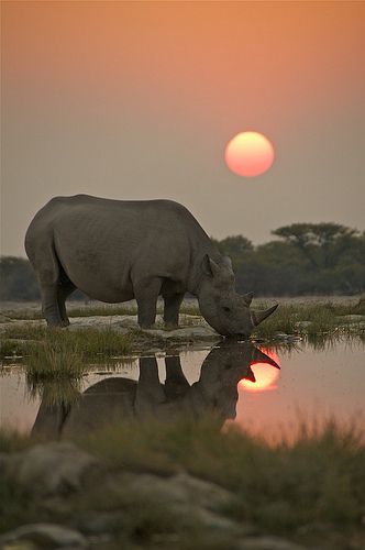 Endangered Black Rhino drinking at a waterhole in Etosha National Park, Namibia Regnul Animal, Wild Kingdom, Rhinos, Endangered Animals, African Wildlife, African Animals, Wild Things, Animal Tattoos, Animal Planet