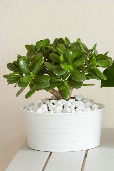 Jade Plant Care, Lucky Plant, Plant Benefits, Coffee Room, Magical Tree, Cottage Farm, Money Plant, Plant Problems, Crassula Ovata