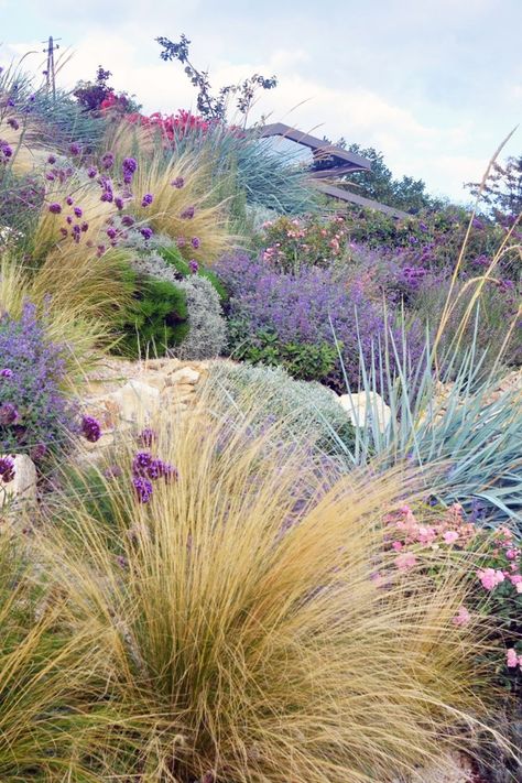 How To Create A Wildflower Garden Meadow | Better Homes and Gardens Wild Grasses Landscaping, Front Garden Flowers, Wildflower Garden Border Ideas, Wild Flowers In Garden, Small Meadow Garden, Planting Against House, Wild Flowers Landscaping, Switchgrass Landscape, Australian Wildflower Garden