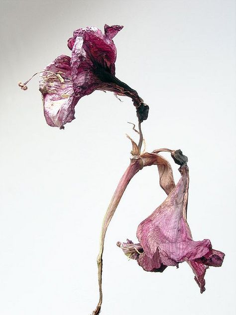 amaryllis 5 | by frei_th Dried Tulips, Violet Baudelaire, Decay Art, Wilted Flowers, Dead Flowers, Arte Inspo, A Level Art, Natural Forms, Botanical Illustration