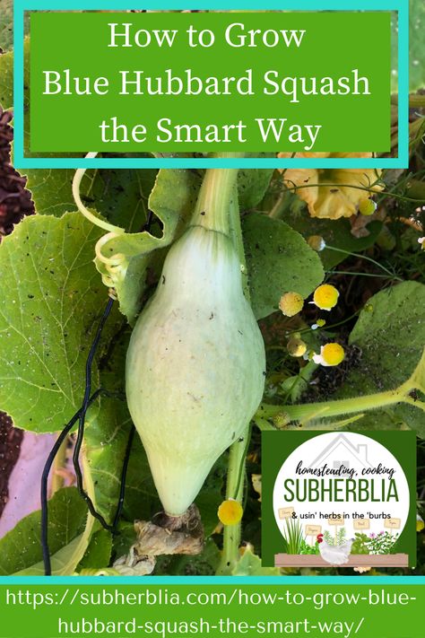 Stuffed Blue Hubbard Squash Recipes, Blue Hubbard Squash Recipes, Hubbard Squash Recipes, Squash Companion Plants, Blue Hubbard Squash, Squash Trellis, Hubbard Squash, Sunny Funny, Squash Flowers