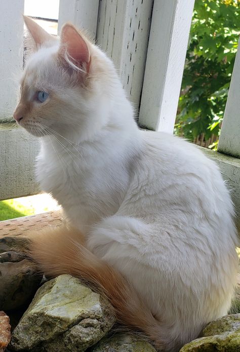 My Flame Point Ragdoll kitten Venus #cats #kittens #ragdolls #flamepointragdoll Flame Point Ragdoll Kitten, Flame Point Kitten, Flame Point Cats, Ragdoll Cat Aesthetic, Flame Point Ragdoll, Mitted Ragdoll, Cats Facts, Flame Point, Large Cat Breeds