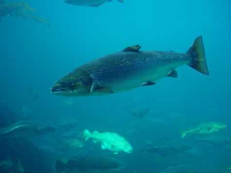 Salmon Species, Salmon Farming, Canadian Wildlife, Atlantic Salmon, Wild Salmon, Salmon Fish, Fish Farming, Fishing Gifts, Life Cycles