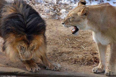 Like a bigger version of Milo and Radley. "The male lion cowers as the lioness lets him know exactly how she judges his playfighting [at the National Zoo in Washington DC]  A worker at a big cat rescue facility told us, "As the females mature, they get tired of their brothers' nonsense, and sometimes we have to move them to separate enclosures to protect the males." Animal Captions, Valentines Day Memes, Lion And Lioness, Male Lion, Animal Memes, Bones Funny, Big Cats, Wild Cats, Funny Cute