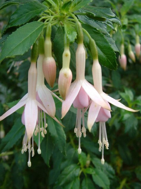 Fuchsia 'Whiteknights Pearl' - Beth Chatto Plants & Gardens Fuchsia Plant, Beth Chatto, Flowers Hanging, Fuchsia Flower, Fuchsia Flowers, Alpine Plants, Light Pink Flowers, Herbaceous Perennials, Shade Plants