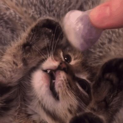 Cute Cat Gifs Discord, Cute Cat Gif Pfp, Cat Gif Pfp Discord, Cat Gifs Discord, Cat Pfp Gif, Kitty Gif, Cute Little Kittens, Silly Cats Pictures, Kitten Gif