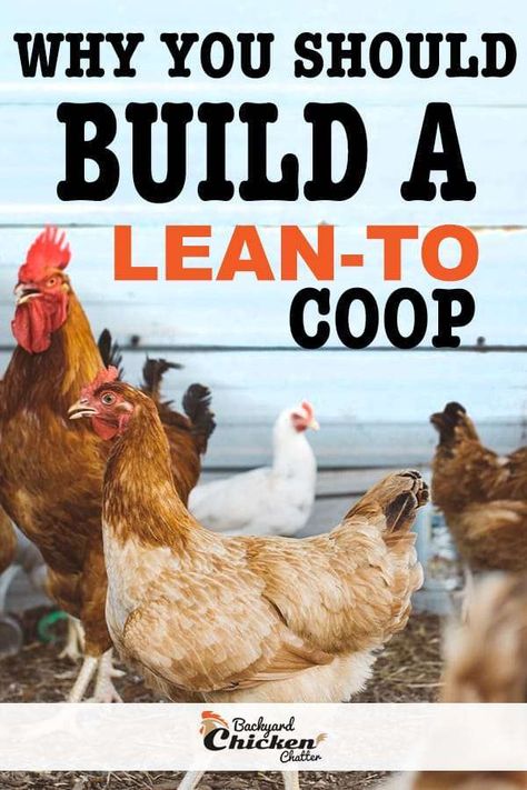 Chicken Lean To, Leanto Shed Chicken Coop, Chicken Coop Lean To, Chicken Dirt Bath, Lean To Chicken Coop, Collecting Eggs, Lean To, Coop Design, Chicken Coop Designs