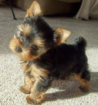 Too cute !!! Yorkie Puppy, Cute Creatures, Yorkshire Terrier, 귀여운 동물, Animals Friends, I Love Dogs, Yorkie, Animals Beautiful