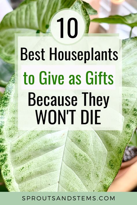 Birthday Plant Gift Ideas, Plants To Give As Gifts, Plants To Gift Someone, Best Plants To Give As Gifts, Gift Plants Ideas, Plant Gifts Ideas, Plant As A Gift, Gift Ideas For Plant Lovers, Plants As Gifts