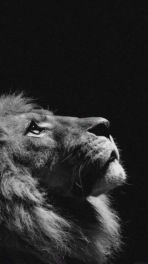 Iphone Wallpapers, Hd Wallpaper, Lion, Iphone Wallpaper, Wallpapers, Black And White, Iphone, White, Black