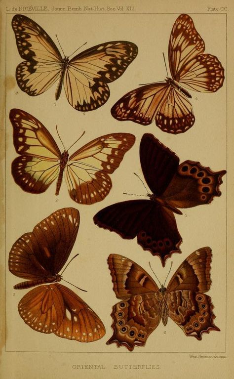 Illustrations of ‘Oriental Butterflies’ taken from ‘Journal of the Bombay Natural History Society.’ Published 1886. Smithsonian... Vintage Butterfly Art, Butterfly Journal, Butterfly Artwork, Butterfly Species, Butterfly Poster, Rose Illustration, Butterfly Illustration, Living Art, Gallery Wall Prints