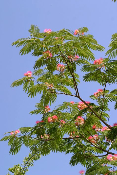 Mimosa Tree  ((Albizzia julibrissin var. rosea)maybe 2013 I'll finally plant these wispy gracious trees that I took for granted growing up! Turkish Illustration, Persian Silk Tree, Mimosa Tree, Albizia Julibrissin, Balcony Gardening, Hummingbird Painting, Areas Verdes, Silk Tree, Peach Trees