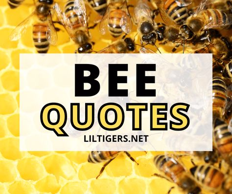 Honey bees harvest pollen and nectar from flowering plants. Male bees, called drones, do not have Bee Quotes Funny, Bee Sayings Cute, Honey Bee Quotes, Crafter Quotes, Queen Bee Quotes, Bee Sayings, Agape Ideas, Honey Bee Facts, Ladybug Quotes