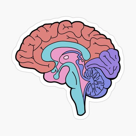 Anatomy Doctor, Brain Lobes, Anatomy Stickers, Science Lab Decorations, Ali Bin Abi Thalib Art, Anatomical Brain, Parts Of The Brain, Anatomy Images, Dreamworks Art