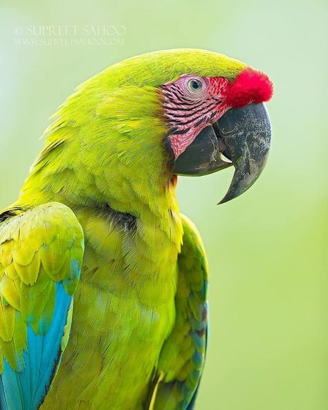 Great Green Macaw Green Macaw, Three Toed Sloth, Red Eyed Tree Frog, Parrots Art, Glass Frog, Funny Parrots, Macaw Parrot, Colorful Parrots, Parrot Bird