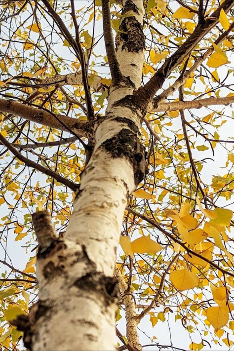 Birch Tree Nature, Birch Tree Photos, Fairy Trap, Birch Tree Photography, Trap Illustration, Landscape Reference, Aesthetic 2024, Watercolor Subjects, Green Earth