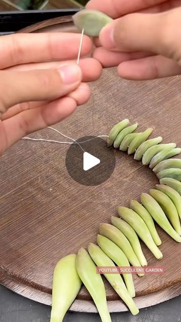 Propogate Succulents, Succulent Garden Diy Indoor, Succulent Hanging Planter, Succulent Garden Outdoor, Succulent Wall Garden, Propagate Succulents, Succulent Garden Landscape, Succulent Wall Planter, Vertical Succulent Gardens