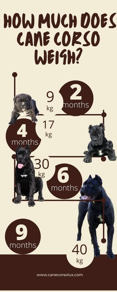 How much does Cane Corso weigh? Merle Cane Corso, Cane Corso Italian Mastiff Puppies, Italian Mastiff, Can Corso Dogs, Can Corso, Cane Corso Puppy, Cane Corso Aesthetic, Italian Mastiff Puppies, Brindle Cane Corso