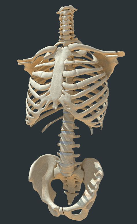 Human Torso Skeleton, Back Skeleton Anatomy, Human Skeleton Art Reference, Body Skeleton Anatomy, Skull And Ribcage Tattoo, Skeleton Torso Reference, Human Anatomy Bones Study, Bone Reference Human Anatomy, Skeleton Body Reference