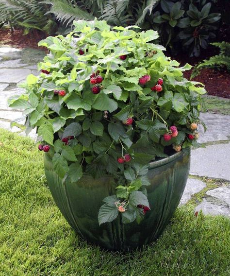 Raspberries will grow happily in a container on your patio. Great idea for any vine berries- will keep them from completely taking over. Fruit Bushes, Have Inspiration, Garden Containers, Growing Fruit, Garden Show, Fruit Garden, Veggie Garden, Growing Food, Edible Garden