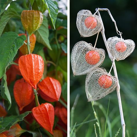 How to Grow a Chinese Lantern Plant—the Mesmerizing Bloom You Need in Your Garden Chinese Lantern Plant, Lantern Plant, Chinese Lanterns Plant, Orange Lanterns, Japanese Lantern, Japanese Lanterns, Chinese Lantern, Fall Floral Arrangements, Red Lantern