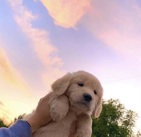 puppies and sunsets Golden Retriever Puppy Aesthetic, Aesthetic Golden Retriever, Puppy Aesthetic, Aesthetic Dogs, Puppy Pics, Golden Retriever Puppy, Retriever Puppy, Cute Aesthetic, Golden Retriever