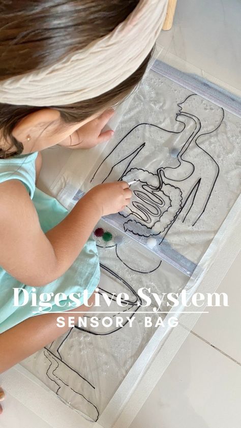 crafty.moms on Instagram: DIGESTIVE SYSTEM SENSORY BAG 🚽 Such a creative way to teach our kids about our digestive system and also a great tool for potty training… Digestive System Project, Digestive System Activities, Digestive System For Kids, Human Body Systems Projects, Digestive System Diagram, Body Systems Project, Human Body Science Projects, Body Preschool, Human Body Science