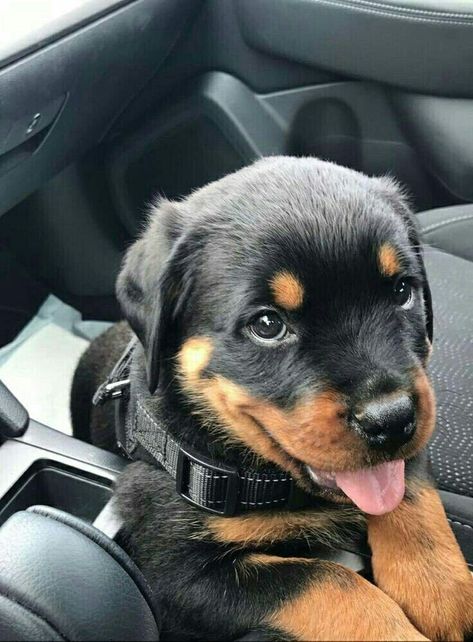 Dogs Rottweiler, Rottweiler Puppy, Rottweiler Love, Rottweiler Lovers, Really Cute Puppies, Really Cute Dogs, Rottweiler Puppies, Rottweiler Dog