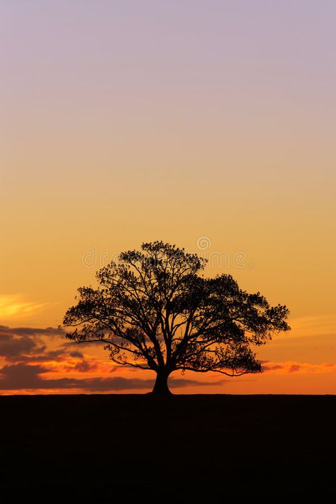 Sunset Tree Silhouette 2. A single tree stands on a hill at sunset forming a bol , #AFF, #single, #tree, #Sunset, #Tree, #Silhouette #ad Single Tree Wallpaper, Tree Photography Aesthetic, Single Tree Photography, Tree Silhouette Sunset, Tree On A Hill, Drawing Sunset, Country Sunset, Sunset Trees, Sunset Tattoos