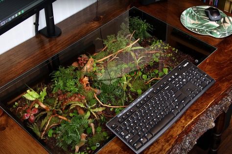 Diy Jelly, Diy Desktop, Indoor Water Garden, Diy Terrarium, Liquid Rubber, Easy Build, Terrarium Diy, Natural Diy, Succulent Arrangements