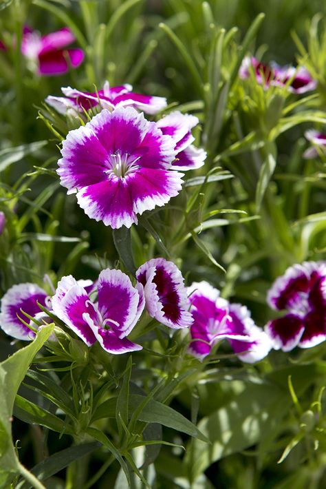 Sweet William Flowers Aesthetic, Dianthus Chinensis, Sweet William Flowers, Flower References, Dianthus Flowers, Dianthus Barbatus, Flower Varieties, Sweet William, Bird Garden