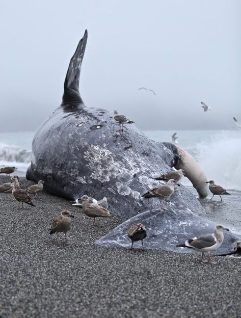 Great Whale, Washed Ashore, Gray Whale, Humboldt County, Whale Art, Great Ape, Marine Mammals, Cat Photography, Photography Instagram