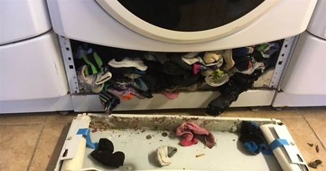 It's not a myth — washing machines and dryers really can 'eat' your missing socks, according to laundry experts. Missing Socks, Lost Socks, The More You Know, Funny Pins, Bones Funny, Funny Posts, Mind Blown, I Laughed, Washing Machine