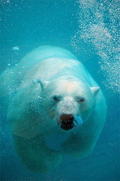 Québec - Ours Blanc … Bear Swimming, Regard Animal, Google Plus, Amazing Photo, Under Water, White Bear, Animal Totems, Polar Bears, To Be