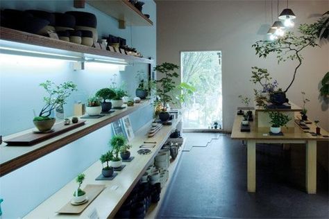 Plants Store, Zen Interior Design, Eco Project, Bonsai Shop, Bonsai Diy, Japanese Plants, Bonsai Wire, Zen Interiors, Green Glasses