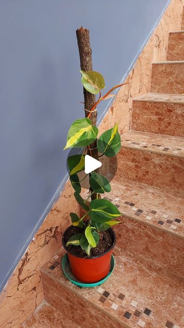 Sona Lepcha on Instagram: "Philodendron Trellis Hack: Using a Natural Branch for Climbing Support" Philodendron Brasil Climbing, Philodendron Trellis, Pothos Climbing Ideas, Indoor Climbing Plants, Gardening Indoors, Branches Diy, Natural Branches, Pothos Plant, Climbing Vines