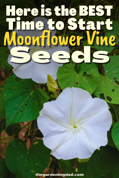 Do you find Moonflower Vine Seeds hard to grow and need some helpful tips? This link will give you all the details to get your seeds started. #Thegardeningdad #Moonflower #Garden Growing Moonflower From Seed, Moonflower Garden, Moon Flower Vine, Moon Flower Plant, Flowers From Seed, Moonflower Vine, Morning Glory Seeds, Vine Flowers, Moon Flowers