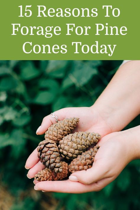 Fallen Pine Tree Projects, How To Use Pine Cones For Decor, Pine Cone Uses, Pine Cones Crafts, Outdoors Crafts, Pinecone Ideas, Pinecone Art, Large Pine Cones, Mini Pine Cones