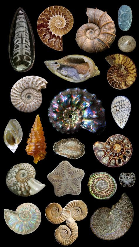 #fossils #ammonite #fossil Fossil Art, Rocks And Fossils, Ammonite Fossil, Gcse Art, Sea Life, Glow Up?, Drawing Reference, Connect With People, Your Aesthetic