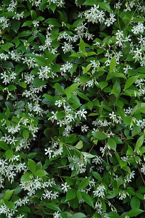 Rhyncospermum Jasminoides, Trachelospermum Jasminoides, Spiral Garden, Landscape Structure, Star Jasmine, Backyard Flowers, Border Plants, Outdoor Pots, Climbing Vines