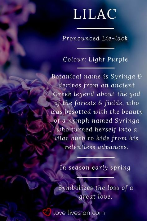 Lilac Meaning, Meaning Flowers, Flowers Meanings, Colour Meanings, Light Meaning, Sympathy Bouquets, Flowers Lilac, Flower Language, Lit Meaning