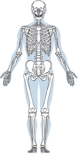 skeleton Human Skeleton Anatomy, Body Bones, Medical Stickers, Green Artwork, Science Stickers, Skeleton Sticker, Human Body Anatomy, Human Anatomy Drawing, Human Skeleton