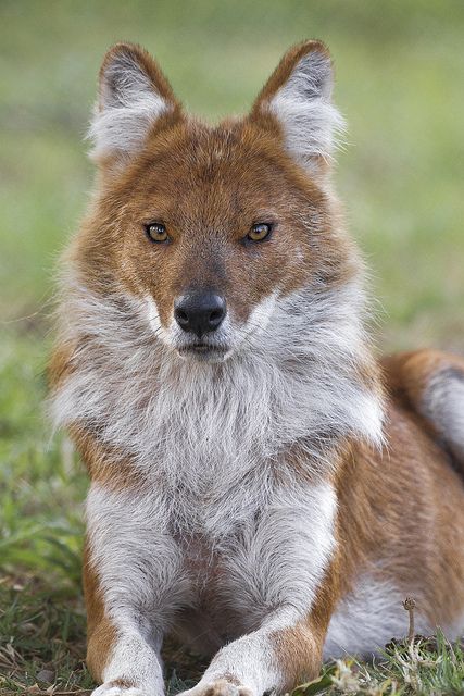 Dholes are social wild dogs classified as endangered largely due to loss of habitat and lack of available prey. Regard Animal, Regnul Animal, Wild Dog, Interesting Animals, Unusual Animals, Rare Animals, Endangered Animals, Favorite Animal, Wild Dogs