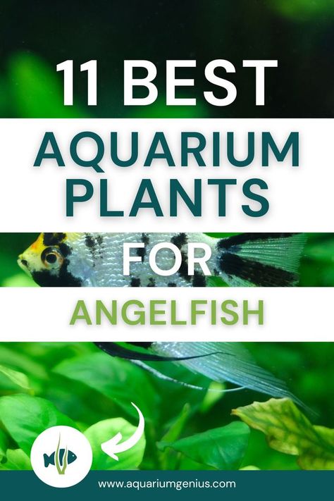 Angel Fish Tank, Java Fern, Water Sprite, Aquarium Soil, Aquarium Sand, Cichlid Fish, Freshwater Aquarium Plants, Amazing Aquariums, Live Aquarium Plants