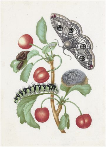 Maria Sibylla Merian, Butterfly Life Cycle, Vintage Botanical Prints, Scientific Illustration, Vintage Botanical, Life Cycles, Free Illustrations, Botanical Illustration, Female Artists