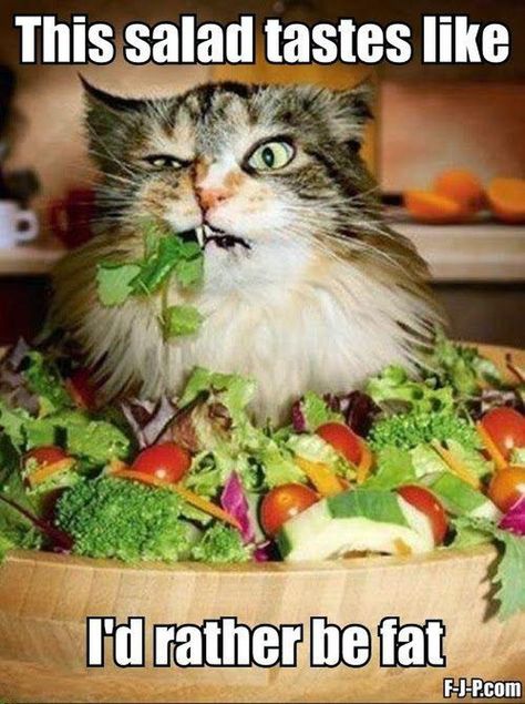 15 Animal Memes That Only People On Diets Will Get | Cuteness.com Diet Meme, Fitness Memes, Diet Humor, Makanan Diet, Funny Cats And Dogs, Memes Humor, Funny Cat Memes, Workout Humor, E Card